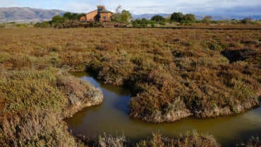 Wetlands, Don Edwards SF Bay National Wildlife Refuge, Alviso